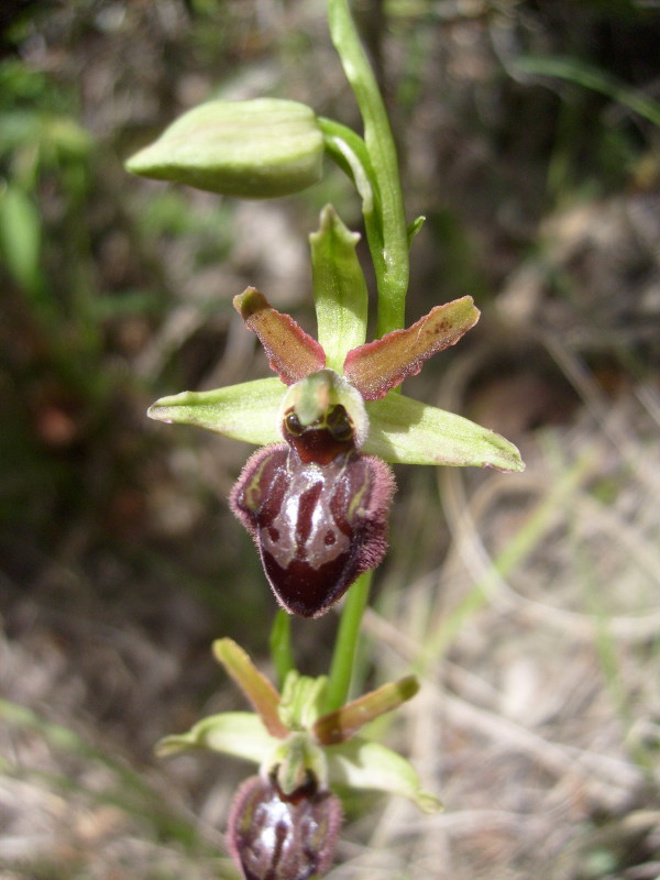 Ophrys variabilit oppure...